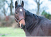 Stunning 4 year old TB Gelding