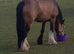 Lilly 14.2 cob mare