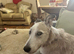 Male lurcher
