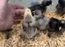 Brahma hatching eggs available