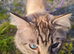 Cuddlest Ragdoll GCCF reg ACTIVE Charity Donation