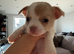 Beautiful chihuahua boys for sale