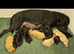 Stunning KC litter