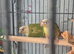 2 pineapple conures and large cage