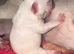 2 beautiful cream frenchie pups