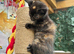 FLUFFY TORTIE FEMALE KITTENS TO RESERVE