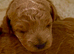 Gorgeous KC regd Toy Poodle Puppies DNA Clear KC parents