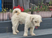 Adult Poochons & Miniature Poodle
