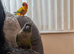 Female 1 year old Green cheek Conure. Silly tame!