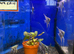 Metallic Blue Angelfish (Pterophyllum scalare)