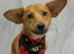 Bandit is looking for a forever family