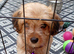 Beautiful mini jackapoo puppies for sale