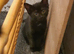 kittens for sale