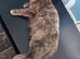 Mainecoon x Norwegian forest