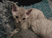 Pedigree TICA Devon Rex Kittens