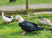 Stunning muscovy male