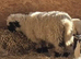 Swiss Valais Black Nose Wethers