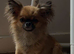 (Reserved)Beautiful long haired fawn boy kc registered