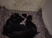 Adorable kittens ready soon