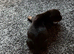 Mini dachshund short haired