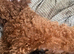 Miniature labradoodles