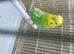 Blue budgies