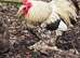 Beautiful trio of chocolate laced pekins last years birds laying well very fetile