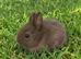 Chocolate Netherland Dwarf Doe
