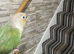 Conure tamed