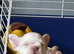 Longhair white frenchie