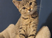 X2 beautiful kittens for rehome