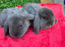 French Lops & Mini Lops Available