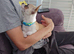 Apple head chihuahua boy 17w