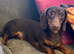 Dachshund Chocolate & Tan Female
