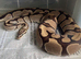 Ball Python's for Sale