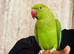 Untame Indian Ringneck 100&pound; only