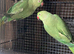 PairIndian ringneck