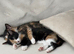Adorable well socialized kittens