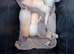 Albino ferrets