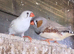 Finches