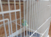 2x budgies for sale