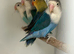 Stunning Various Baby Lovebirds