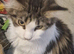 18 month female tri colour maincoon