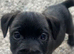 2 boy pups looking for home