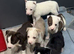 Stunning huski x American bull dog puppies