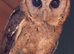 Pair of Indian Scops Owl