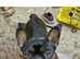 2 French bulldogs