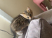 8 week old kitten ready now