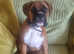 Boxer stud