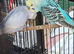 Bonded pair of young cocks